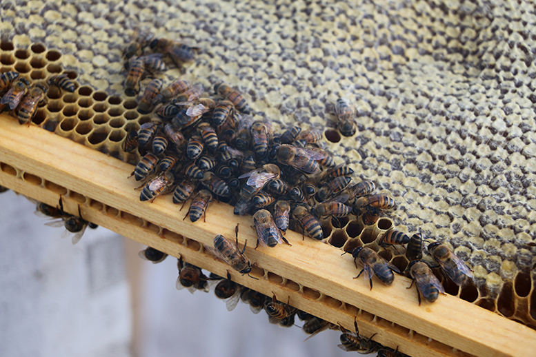 Photo of bees on a hive